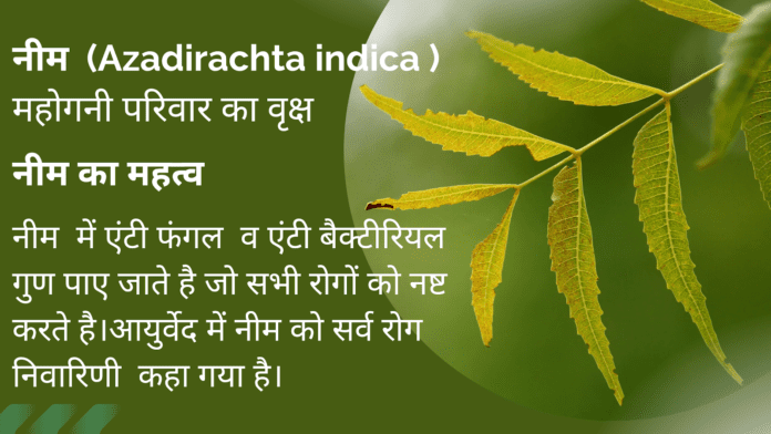 neem ka ped
