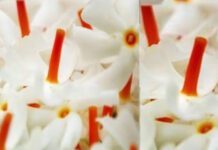 Parijat:Parichay,pahchan or ghar me lagane ki sampurn jankari Parijat