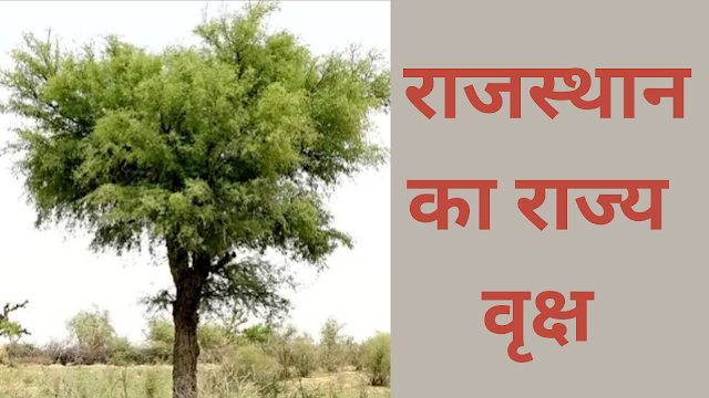 खेजड़ी का पेड़