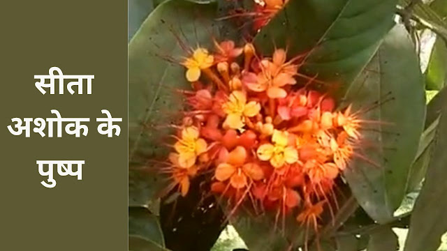 सीता अशोक
