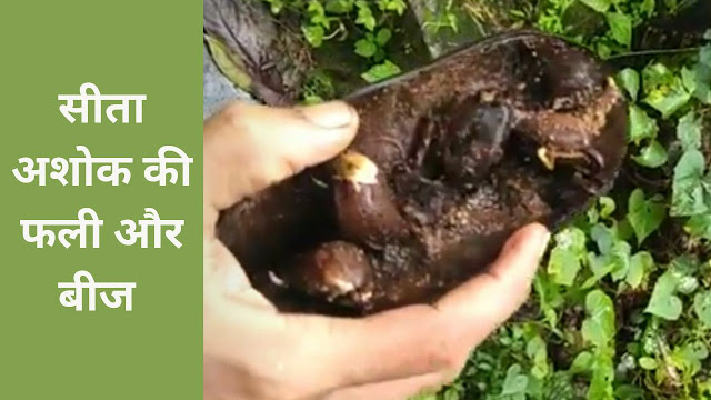 seeta ashok ki faliyan or beej