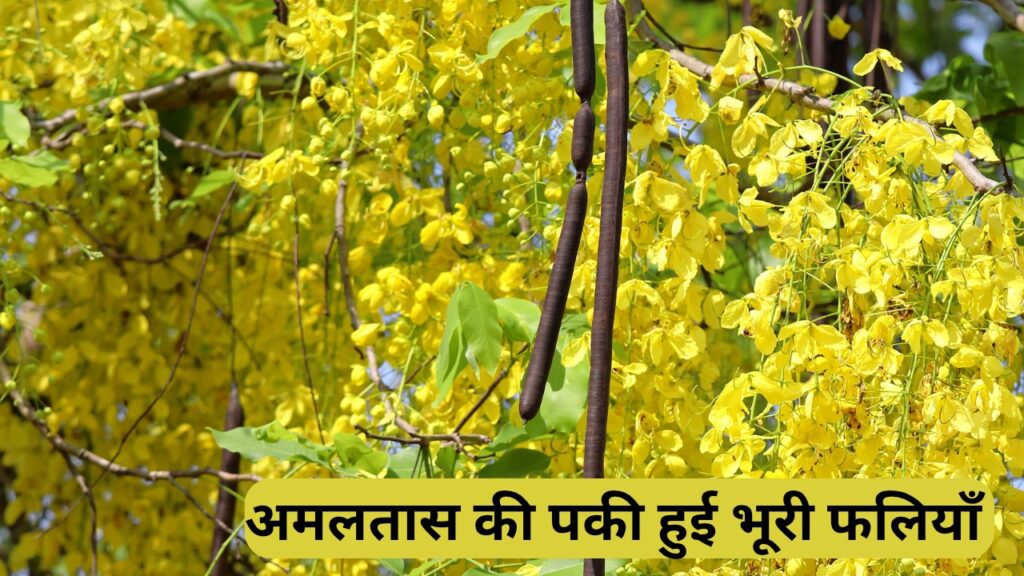 Amaltas ki fali अपने आपमे अनेक असीमित पोषण करने वाले गुणों को समेटे हुए है ।