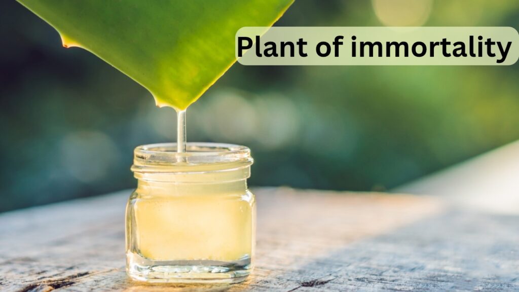 Aloevera farming profit