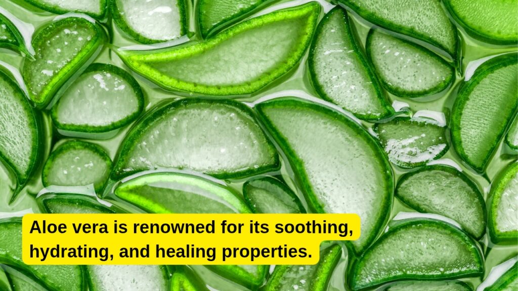 Aloevera farming profit