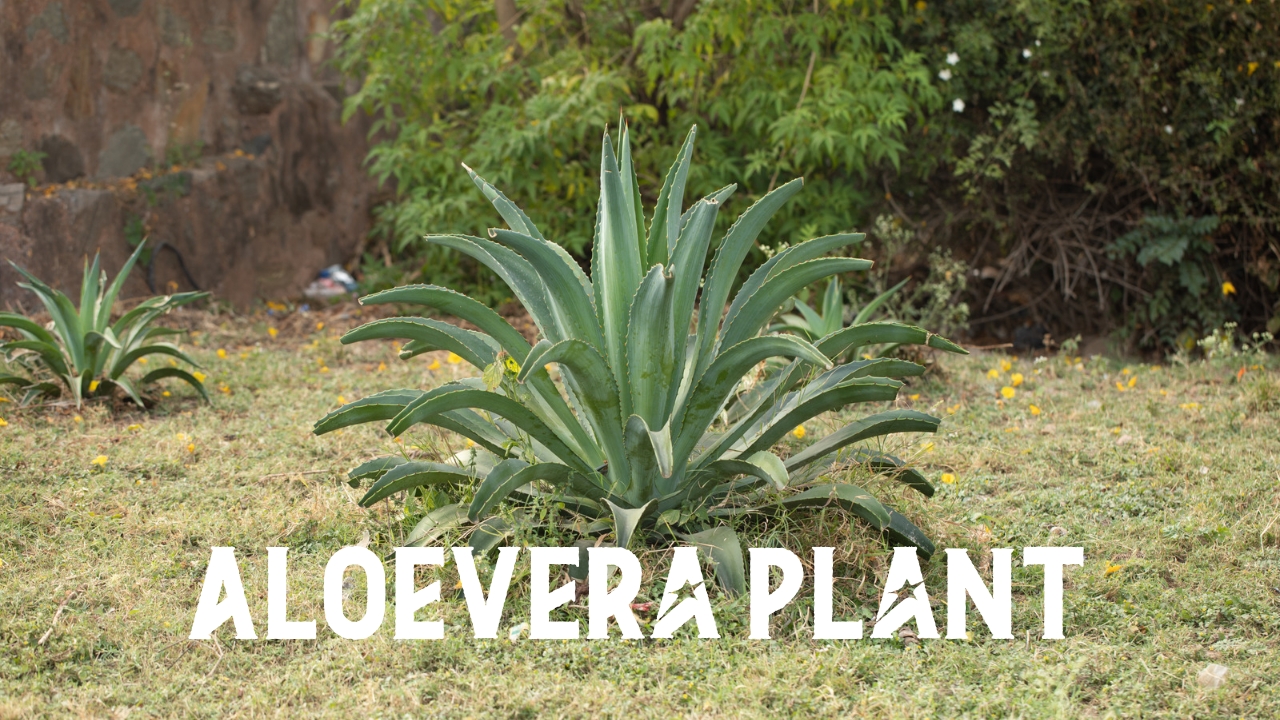 Aloevera farming profit