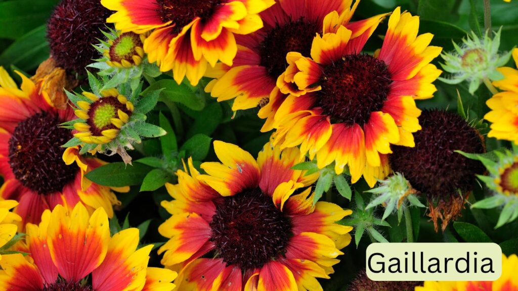 gaillardia-india-jpg