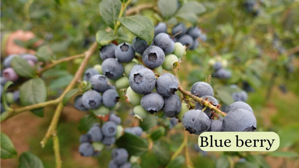 aap ghar me gamle me ya hanging pots me blue berry ka faldar poudha laga skte hai