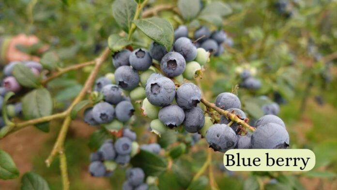 blue berry dwarf plant