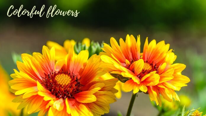 Gaillardia को भारत में बोने का सही समय
