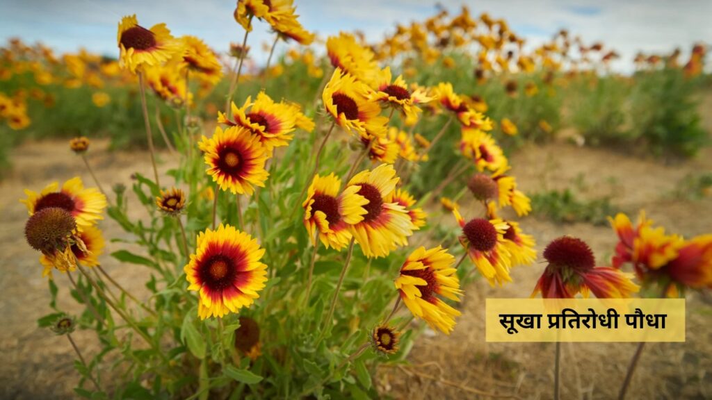 gaillardia-flower-india-jpg