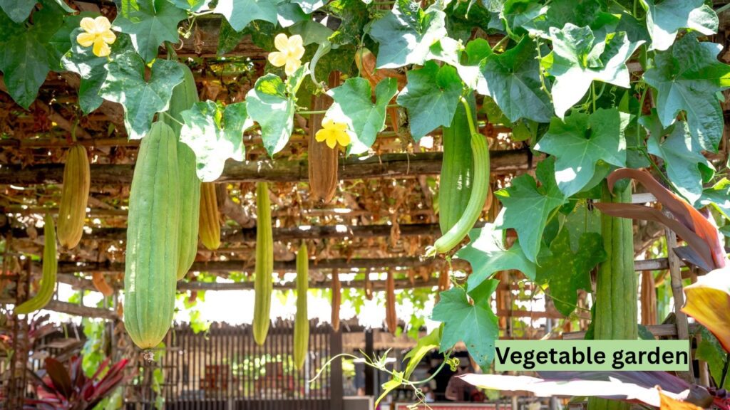 gardening-vegetable-garden