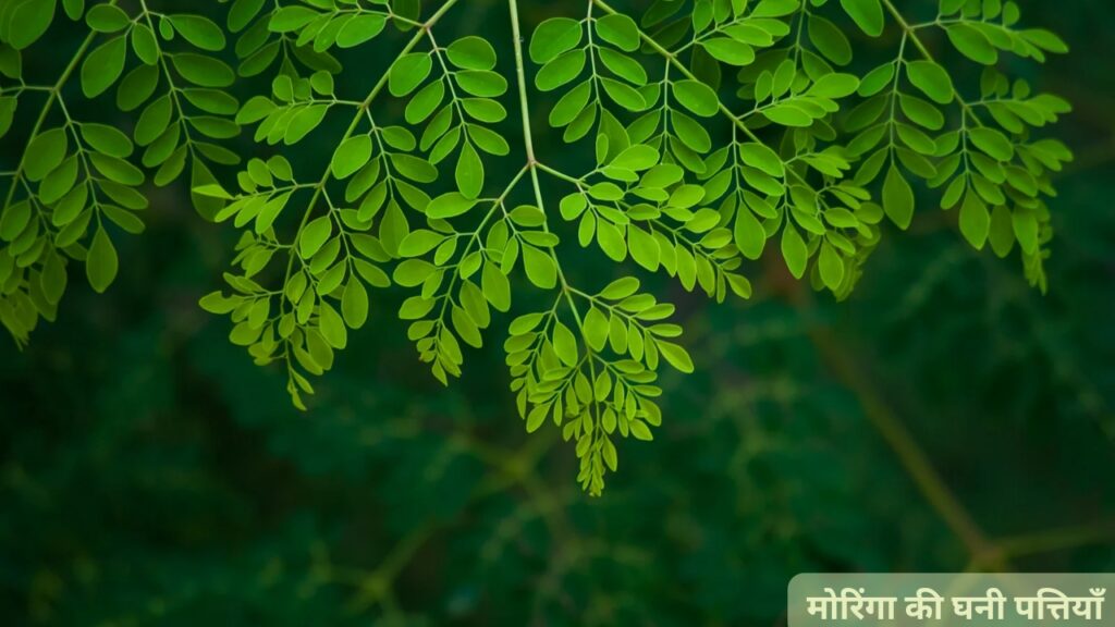 मोरिंगा-पौधे-देखभाल-कैसे-करे
