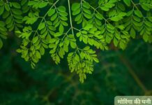 मोरिंगा के पौधे की देखभाल कैसे करें:सुपर आसान गाइड जो हर गार्डनर को जाननी चाहिए। मोरिंगा के पौधे की देखभाल कैसे करें