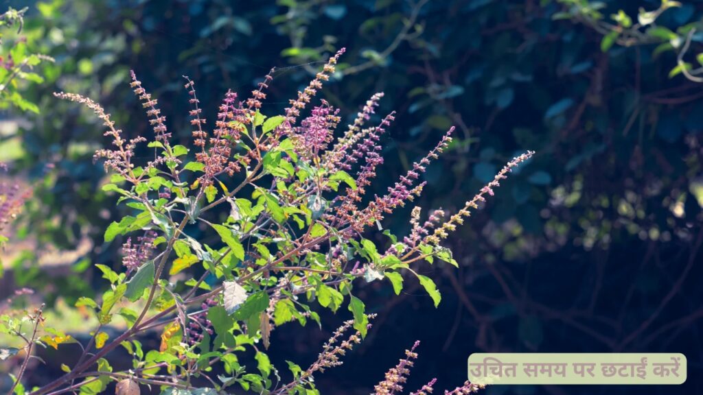 तुलसी-के पौधे-को-जीवंत-टिप्स