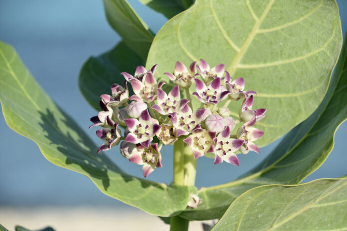 भारत के मरुस्थलीय पौधे आक