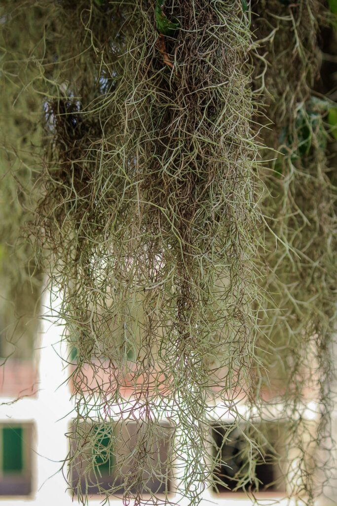 pedo-se-latakti-spanish-moss