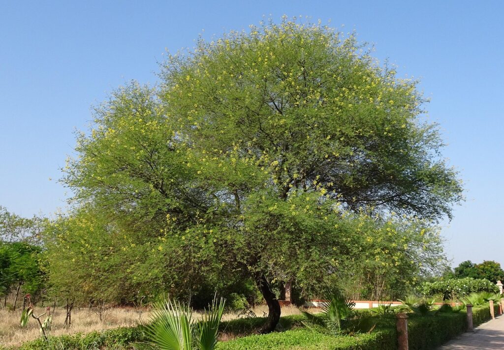 बबूल के औषधीय उपयोग