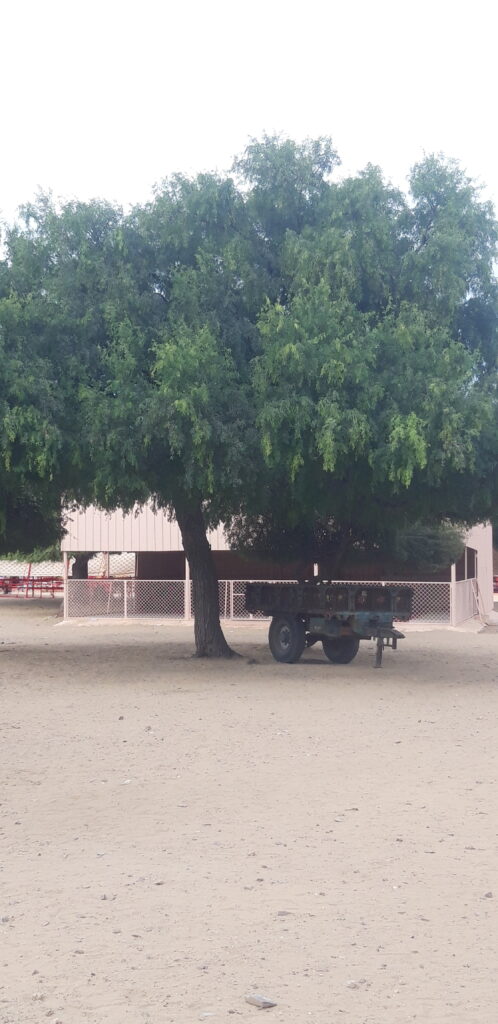 बालोतरा-में-खेजड़ी-का-पेड़