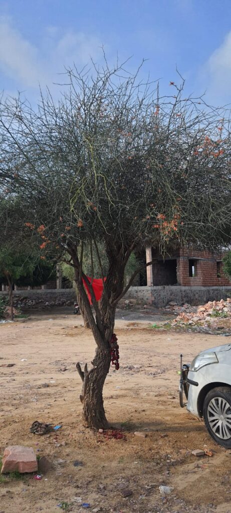 कैर-का-पेड़ 