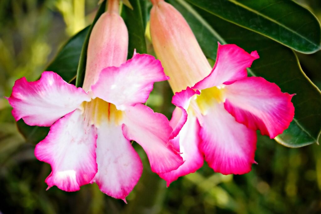 डेजर्ट-रोज-केयर-इन-हिंदी 