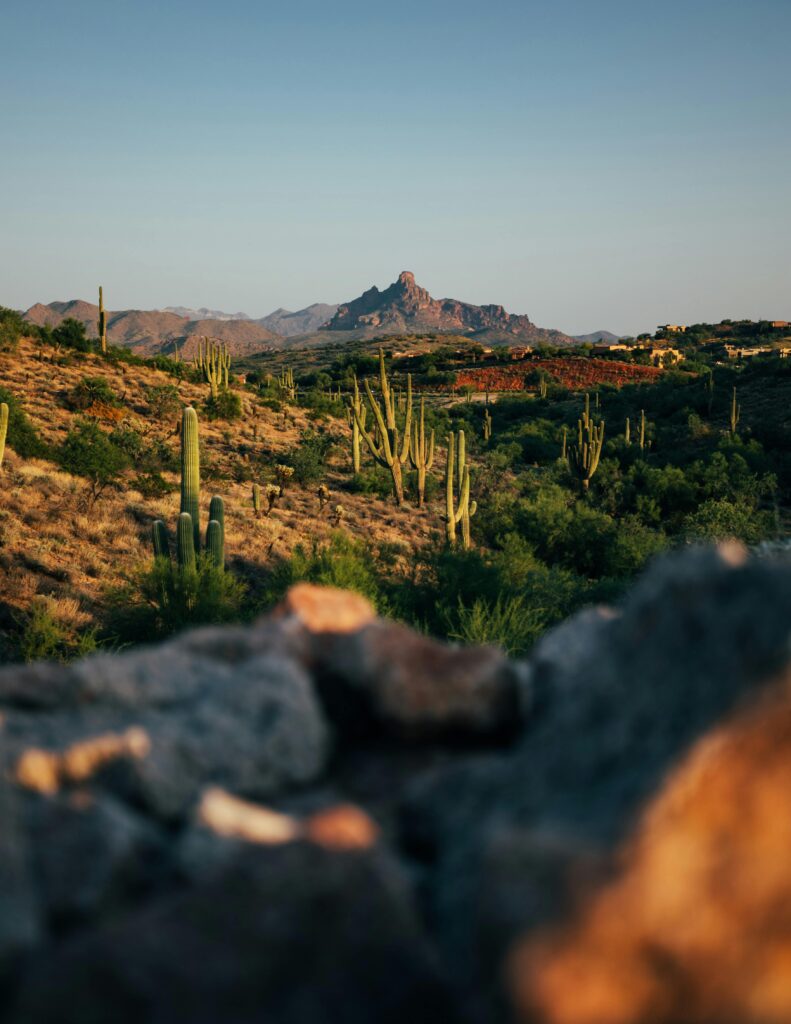 शुष्क-क्षेत्रों-में-कैक्टस
