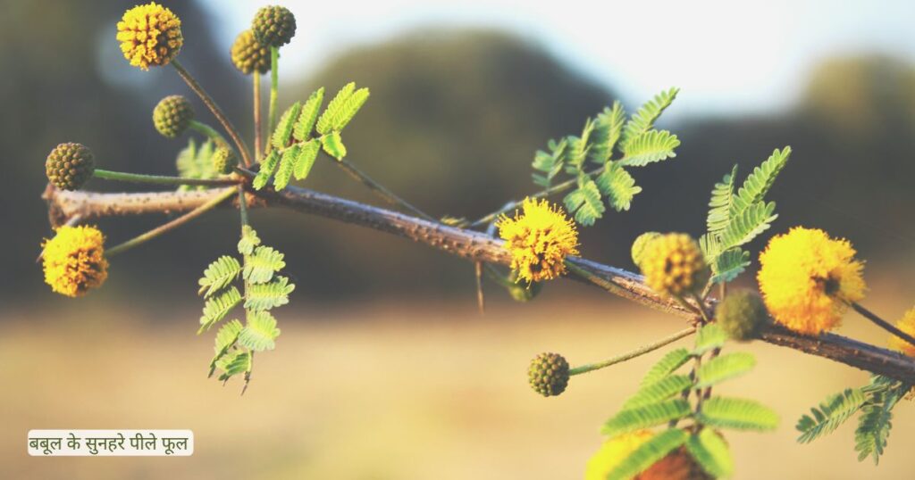 बबूल-का-पेड़-किस-देवता-से-जुड़ा-है?