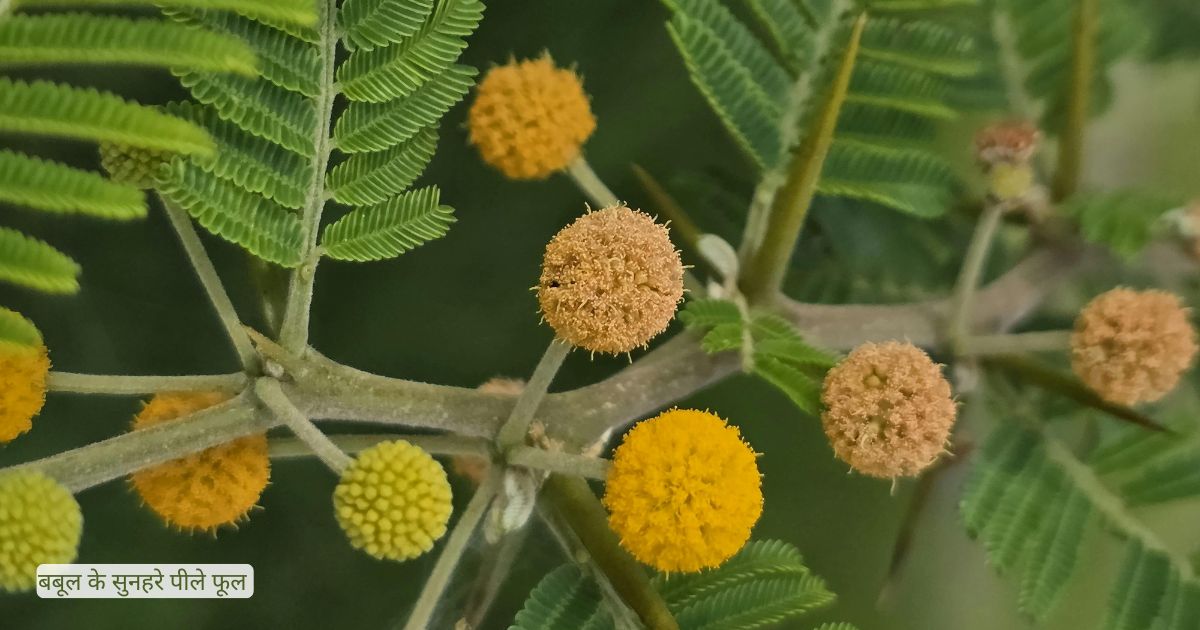 बबूल-धार्मिक-महत्व