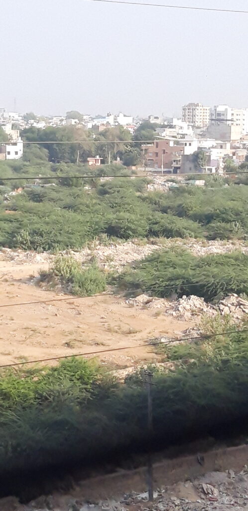 जोधपुर-में-बबूल-का-जंगल 