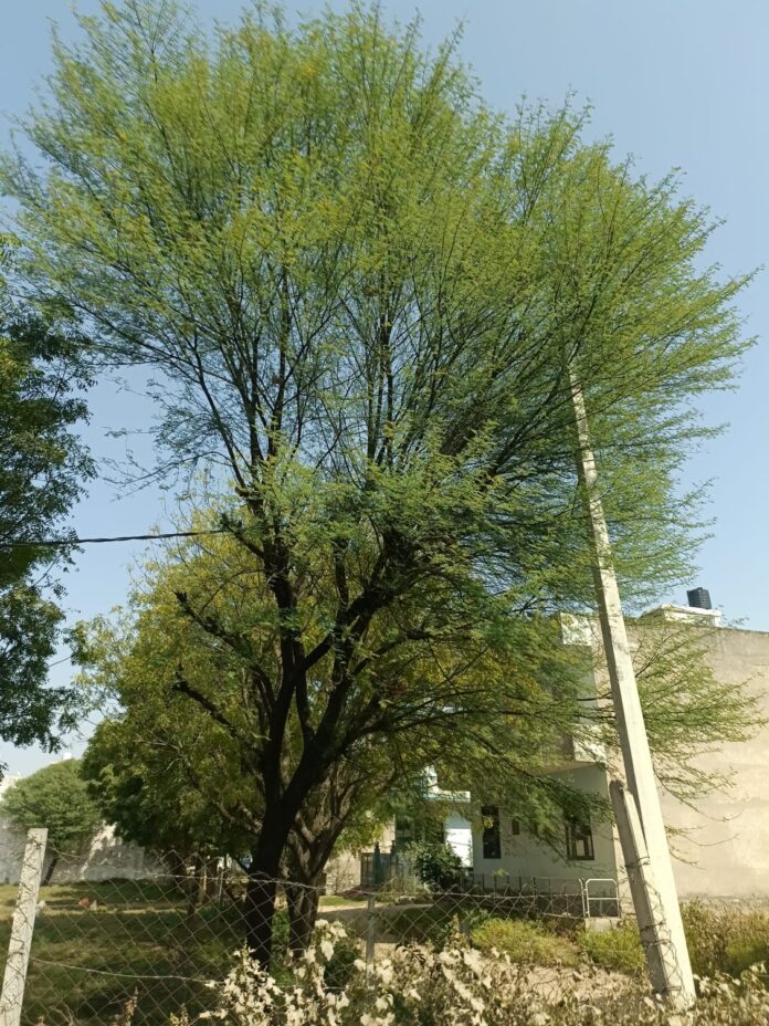 विलायती-बबूल-का-ग्रामीण-समुदाय-पर-प्रभाव