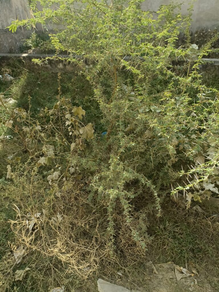 बबूल-का-मकड़ी-जैसा-फैला-जाल 