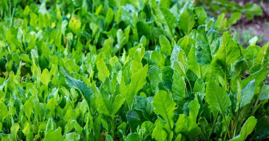 पालक-की-तैयार-उपज 