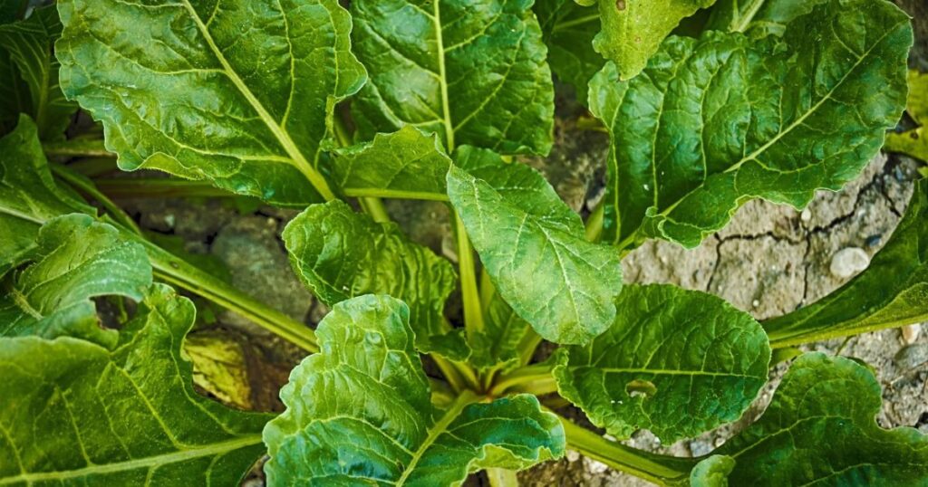 बालकनी-में-उगाएं-पालक 