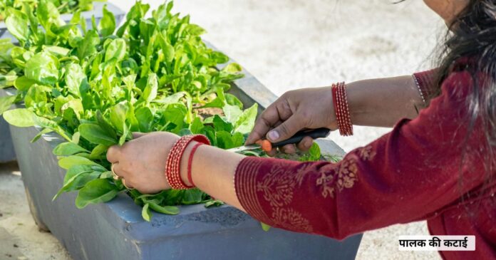 बालकनी-में-पालक-मेथी-कैसे-उगाएं?