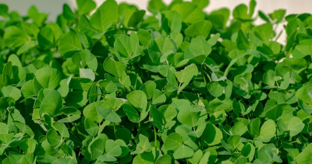 बालकनी-में-मेथी-की-तैयारी 