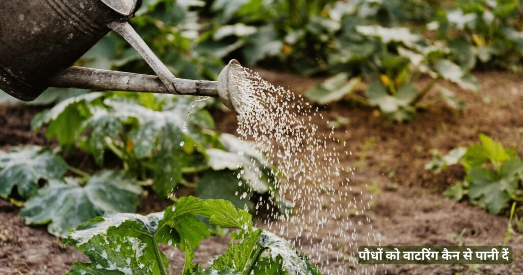 सर्दियों में पौधों को पानी देने का तरीका 