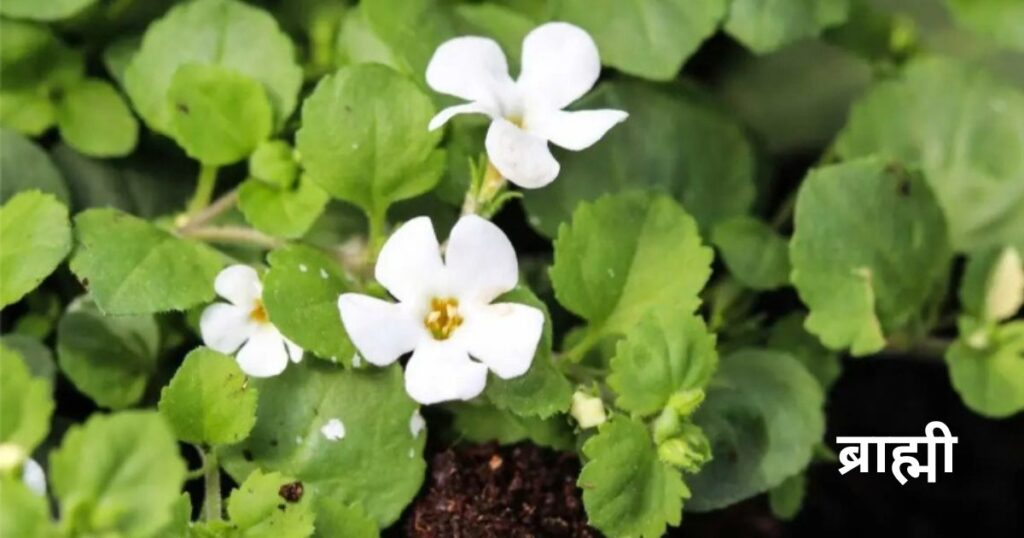 ब्राह्मी-के-पौधे-औषधीय-फूल