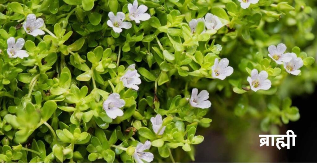 ब्राह्मी-के-फूल 